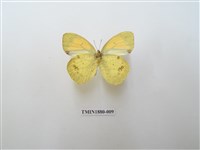 藏品(異粉蝶)的圖片